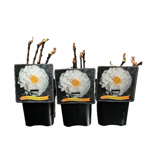 Paeonia suffruticosa Xue Ta C5 Lit.