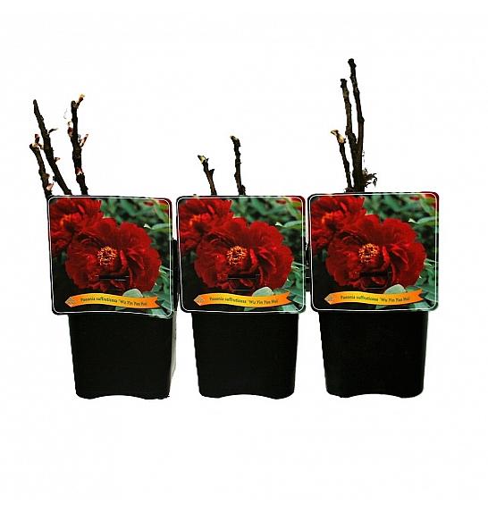Paeonia suffruticosa Wu Jin Yao Hui C5 Lit.