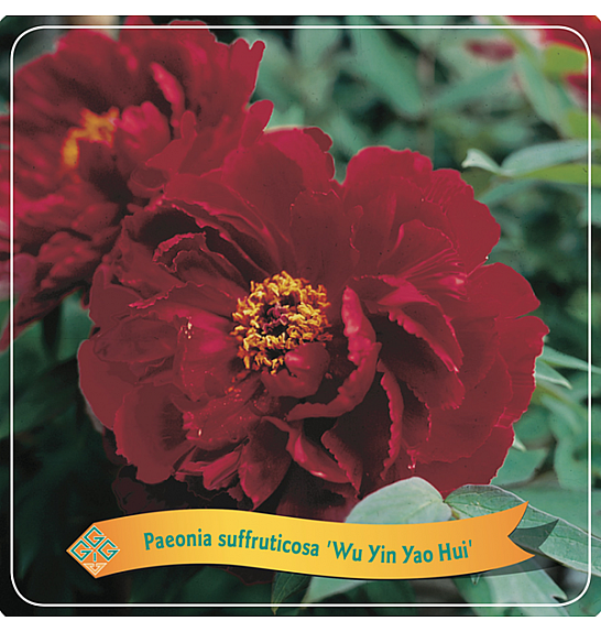 Paeonia suffruticosa Wu Jin Yao Hui C5 Lit.