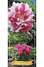 Paeonia suffruticosa Shimanishiki Ø12