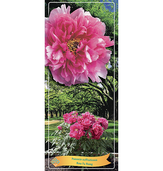 Paeonia suffruticosa Rou Fu Rong Ø12