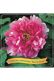 Paeonia suffruticosa Rou Fu Rong C5 Lit.