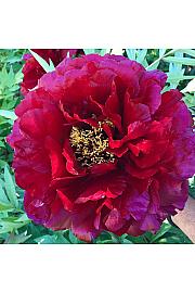 Paeonia suffruticosa Mo Run Jue Lun Ø12