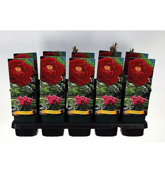 Paeonia suffruticosa Luo Yang Hong Ø12