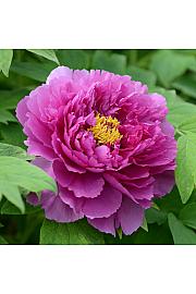 Paeonia suffruticosa Ling Hua Zhan Lu Ø12