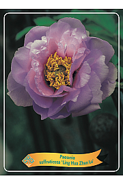 Paeonia suffruticosa Ling Hua Zhan Lu Ø12