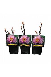 Paeonia suffruticosa Ling Hua Zhan Lu C5 Lit.