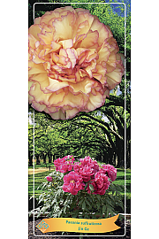 Paeonia suffruticosa Jin Ge Ø12