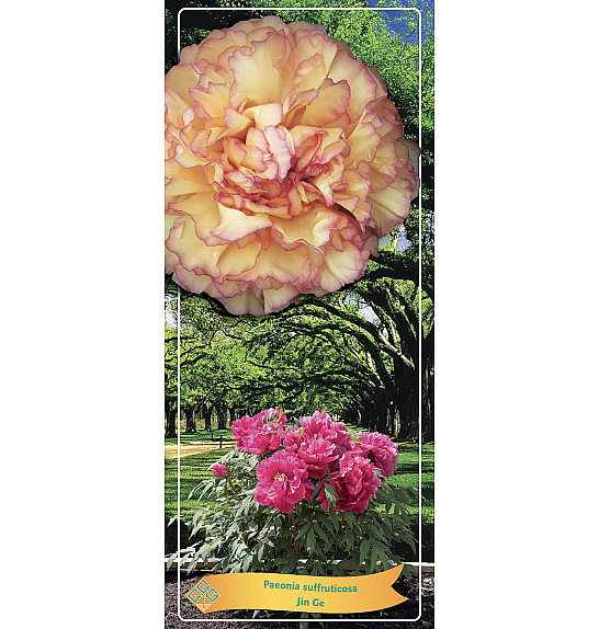 Paeonia suffruticosa Jin Ge Ø12