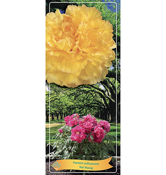 Paeonia suffruticosa Hai Huang Ø12