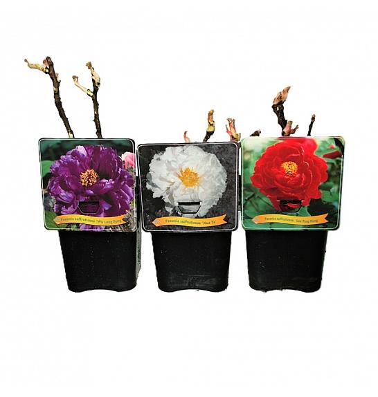 Paeonia suffructicosa mix C5 Lit.