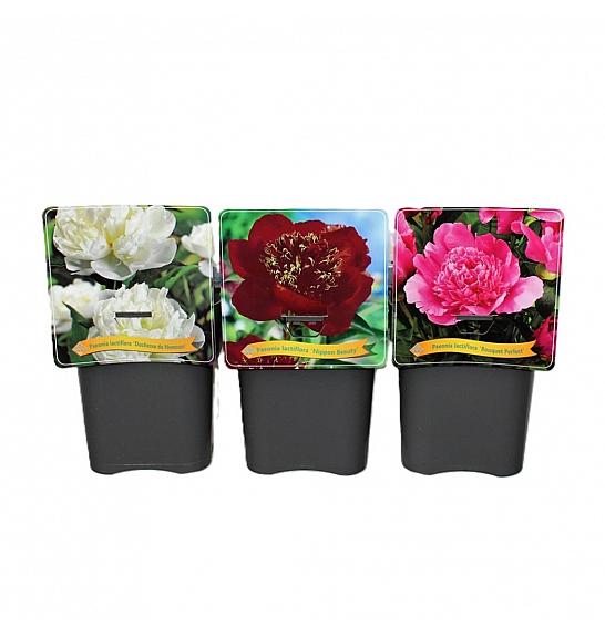 Paeonia lactiflora mix C5 Lit.