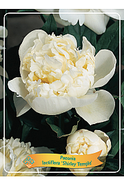 Paeonia lactiflora Shirley Temple Ø11