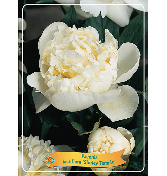 Paeonia lactiflora Shirley Temple Ø11