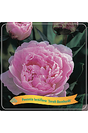 Paeonia lactiflora Sarah Bernhardt C5 Lit.