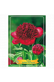 Paeonia lactiflora Red Charm Ø11
