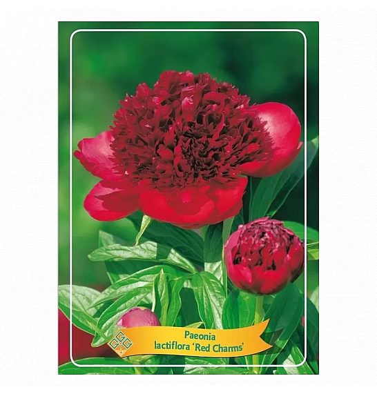 Paeonia lactiflora Red Charm Ø11