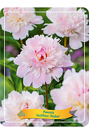 Paeonia lactiflora Peche Ø11