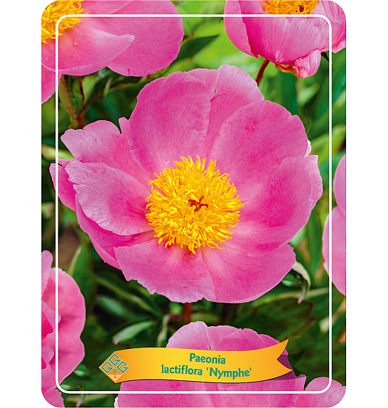 Paeonia lactiflora Nymphe Ø11
