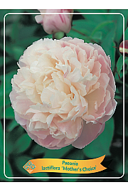 Paeonia lactiflora Mothers Choice Ø11