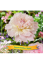 Paeonia lactiflora Alertie C5 Lit.