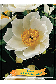 Paeonia lactiflora Krinkled White Ø11