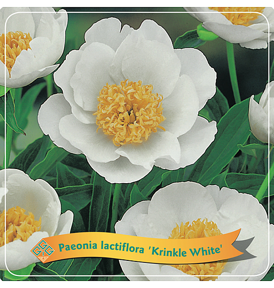 Paeonia lactiflora Krinkle White C5 Lit.
