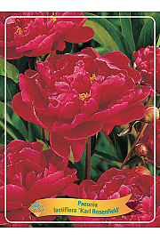 Paeonia lactiflora Karl Rosenfield Ø11