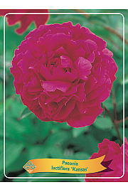 Paeonia lactiflora Kansas Ø11