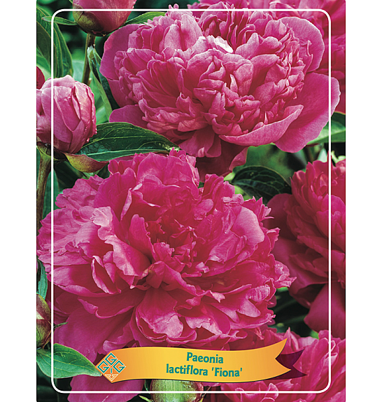 Paeonia lactiflora Fiona Ø11