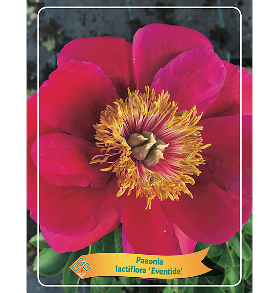 Paeonia lactiflora Eventide Ø11
