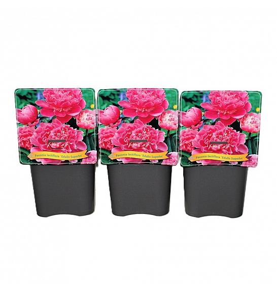 Paeonia lactiflora Edulis Superba C5 Lit.