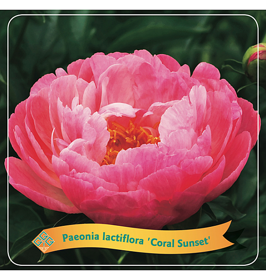 Paeonia lactiflora Coral Sunset C5 Lit.