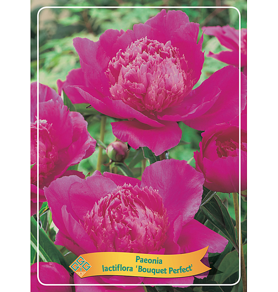 Paeonia lactiflora Bouquet Perfect Ø11