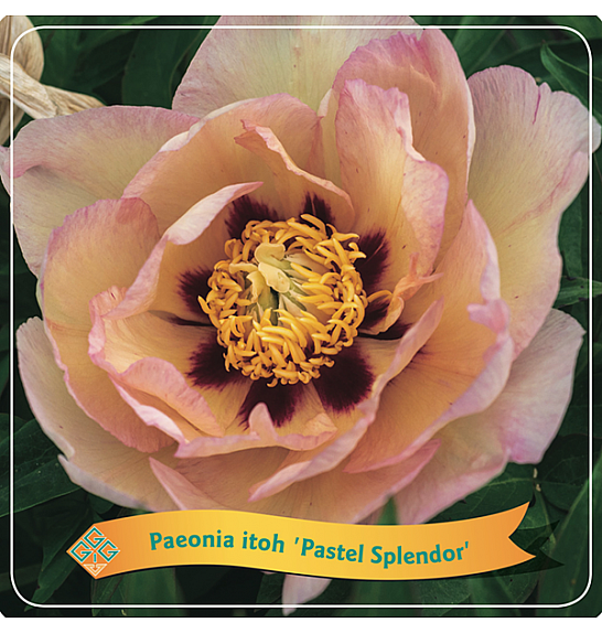 Paeonia itoh Pastel Splendor C5 Lit.