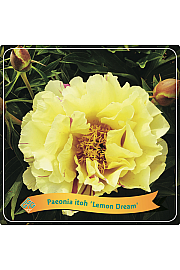 Paeonia itoh Lemon Dream C5 Lit.