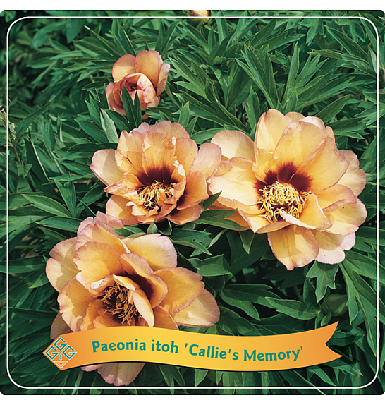 Paeonia itoh Callies Memory C5 Lit.