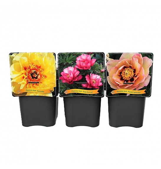 Paeonia Itoh mix C5 Lit.