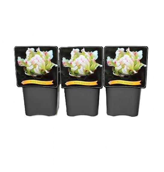 Paeonia Green Lotus C5 Lit.