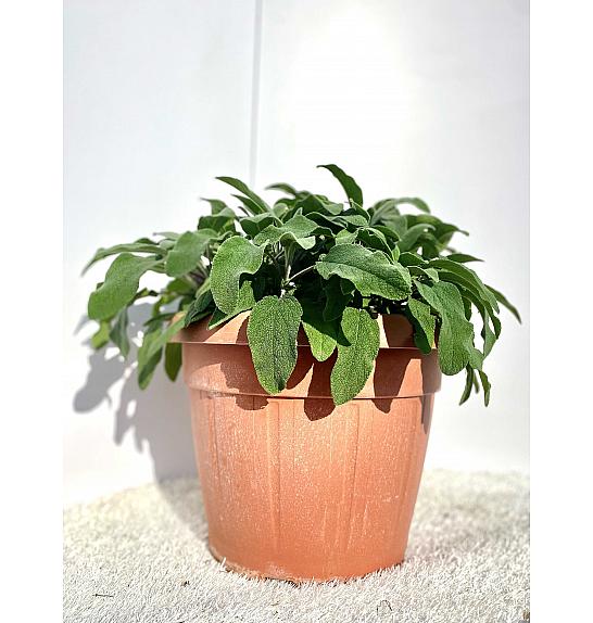 Salvia officinalis Ø35