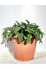 Salvia officinalis Ø35