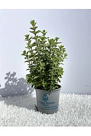 Origanum vulgare Ø9