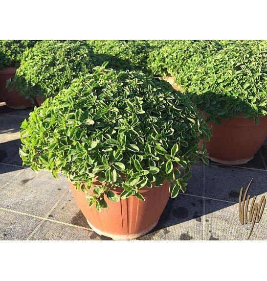 Origanum vulgare Ø25