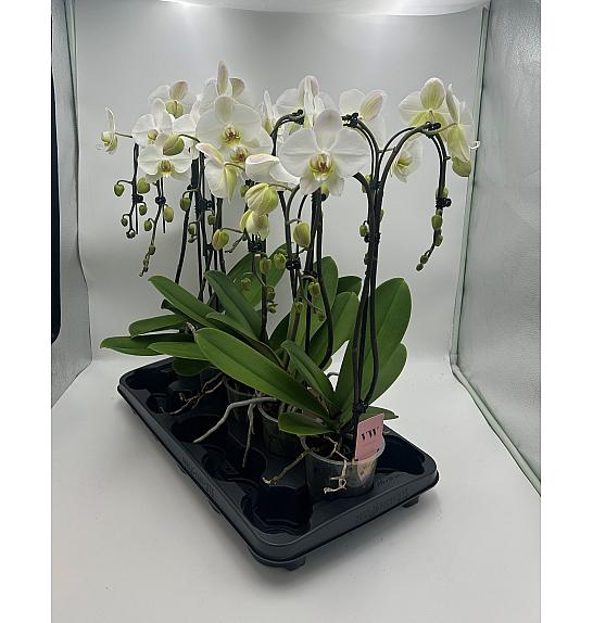 Phalaenopsis Ø12 T-Forma; 2 Stebli