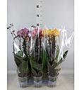 Phalaenopsis Ø12 Cascade Mix; 2 Stebli