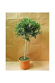 Olea europea Ø26 150-175 cm Na Steblu 100 cm