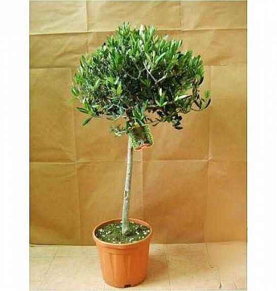 Olea europea Ø26 150-175 cm Na Steblu 100 cm