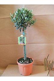 Olea europea Ø18 Na Steblu 40 cm