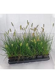 Pennisetum alop. Little Bunny Ø 9