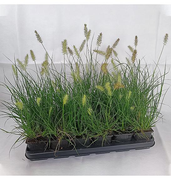Pennisetum alop. Little Bunny Ø 9
